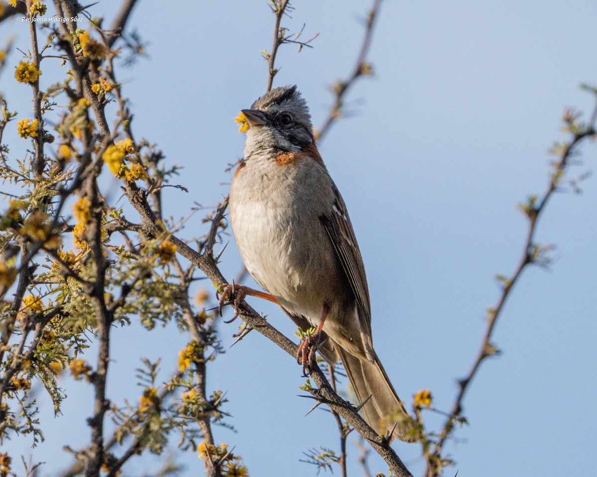 Rufous-collared Sparrow - Benjamín Hidalgo Sáez