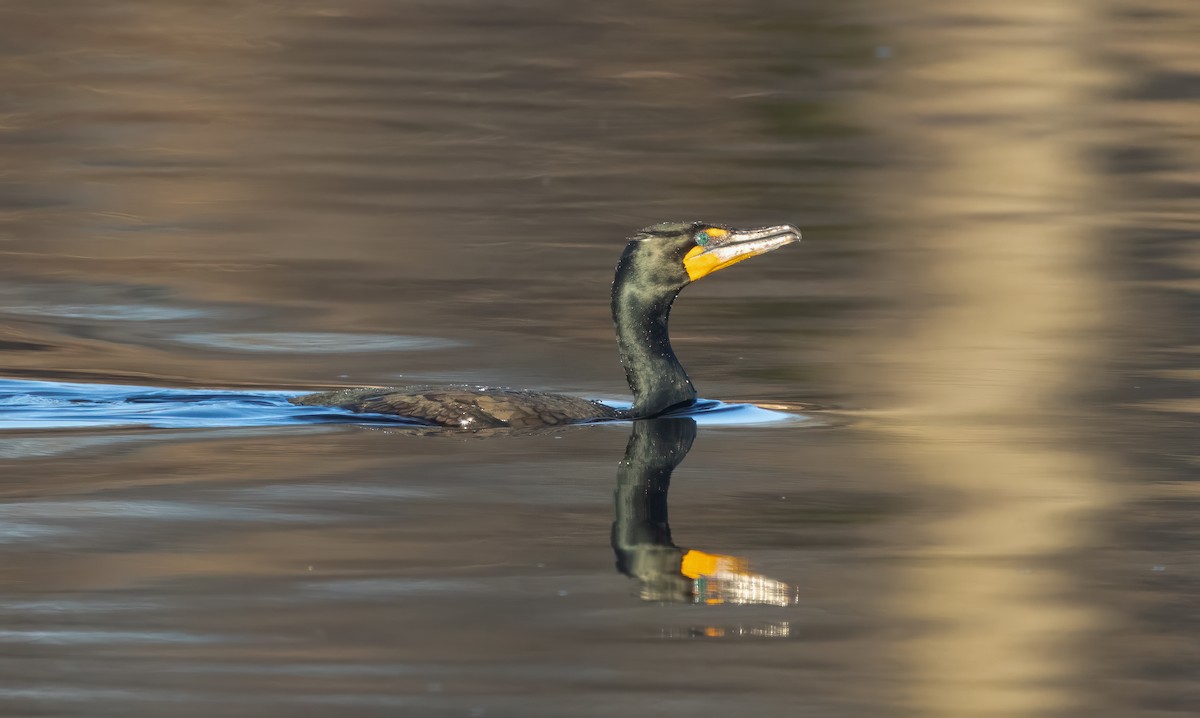 Double-crested Cormorant - ML617020963