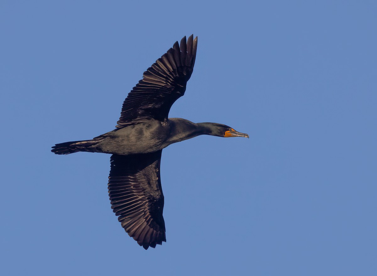 Double-crested Cormorant - ML617020964