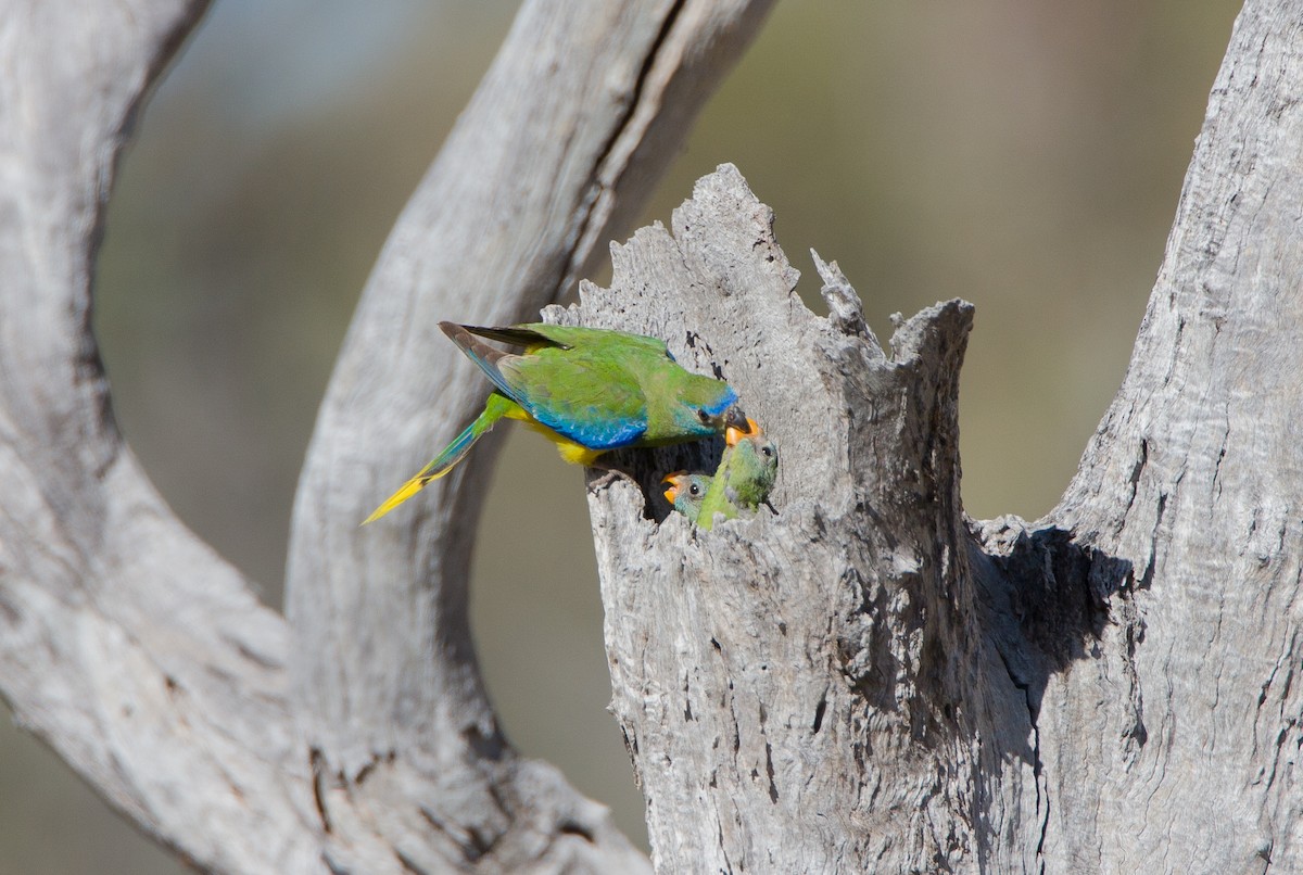 Turquoise Parrot - ML617020968