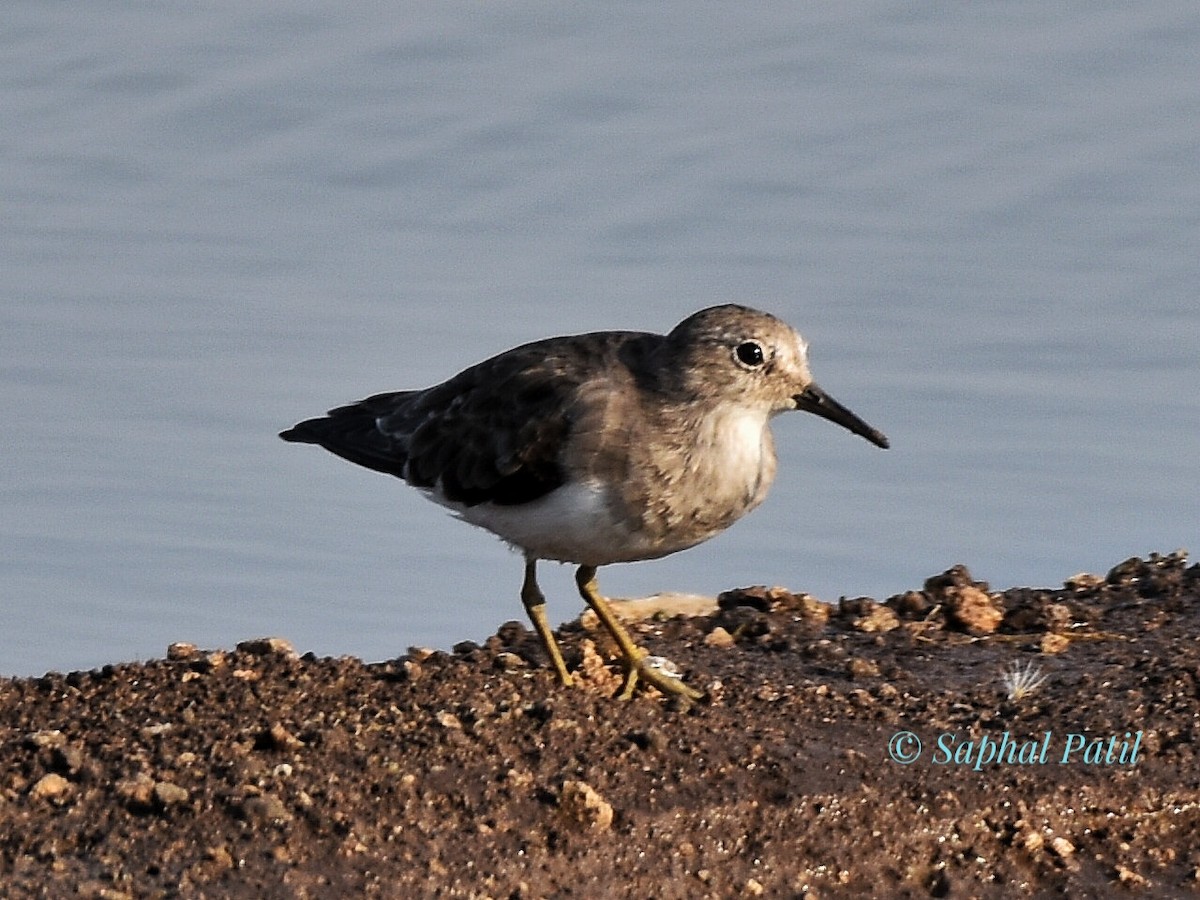 Temminck's Stint - ML617020975