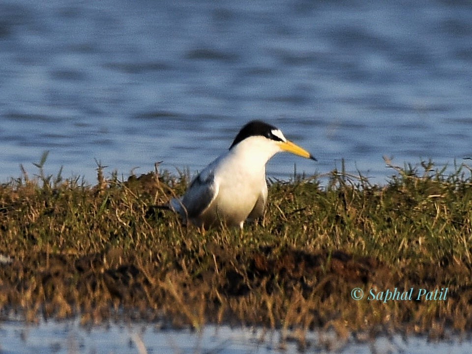 Little Tern - ML617020978