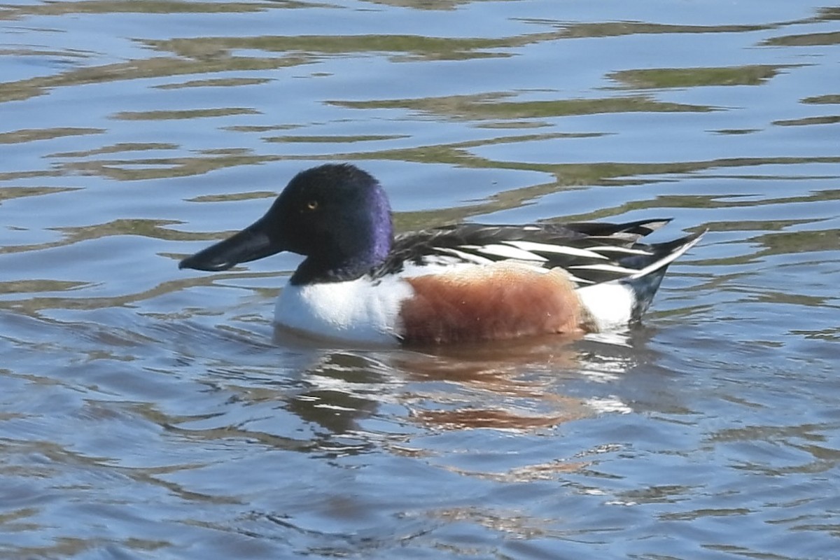 Northern Shoveler - ML617020999