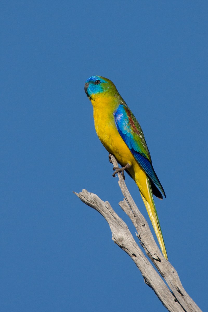 Turquoise Parrot - ML617021020