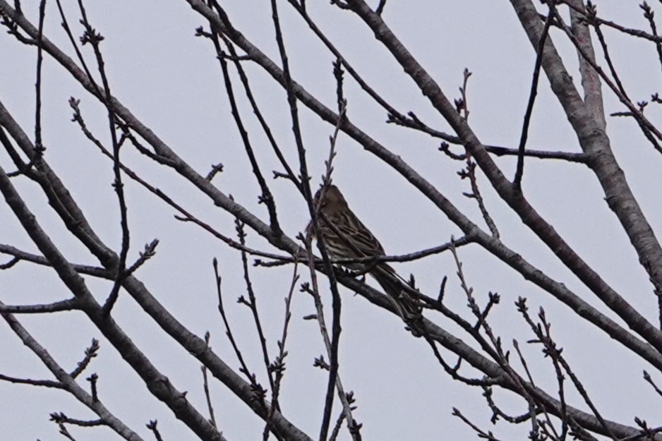 Pine Bunting - Leonardo Siddi