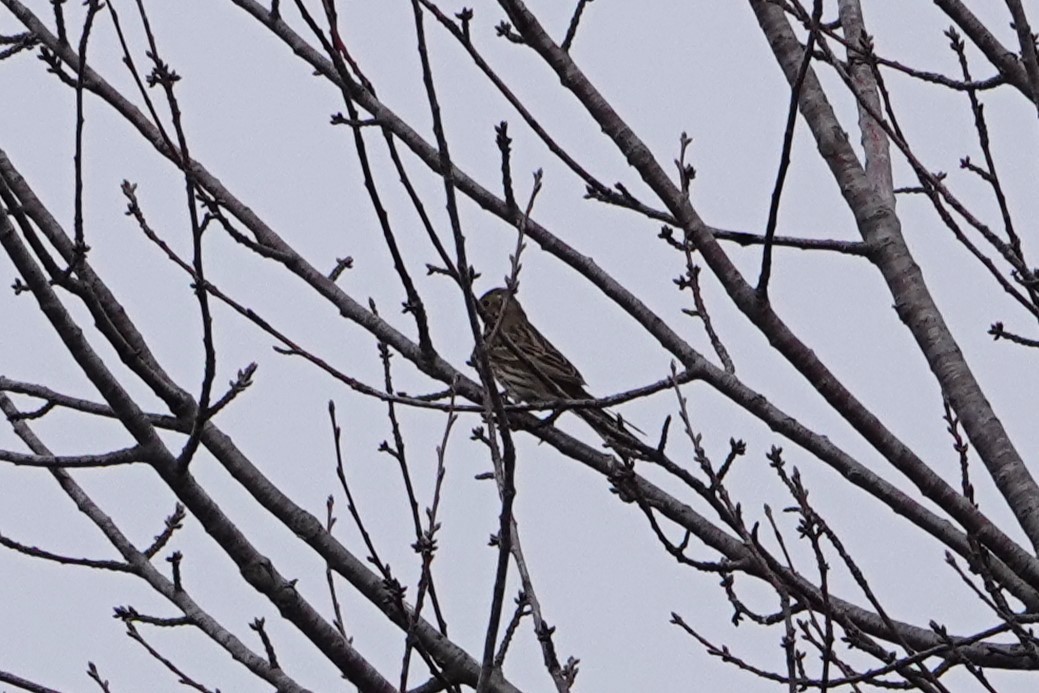 Pine Bunting - Leonardo Siddi