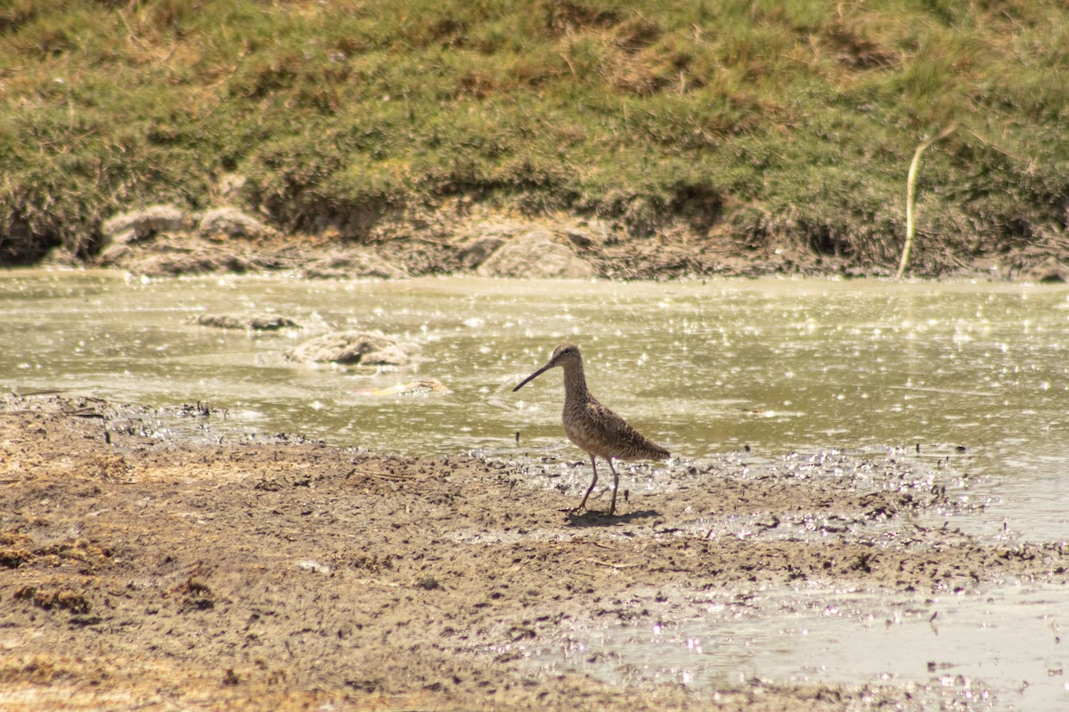 Long-billed Dowitcher - ML617021037