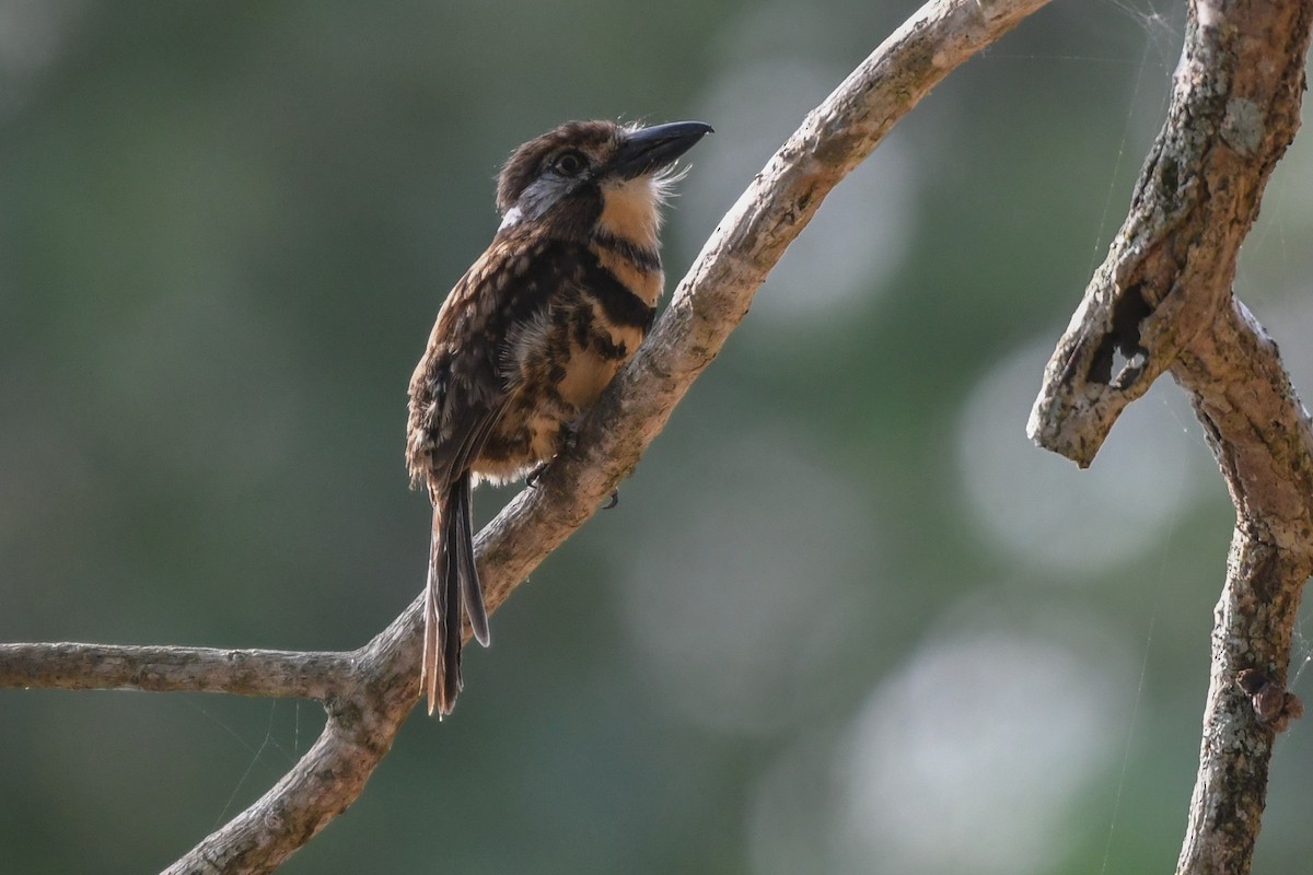 Two-banded Puffbird - ML617021039