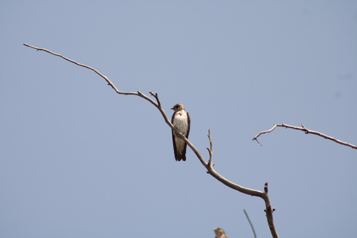 Northern Rough-winged Swallow - ML617021070