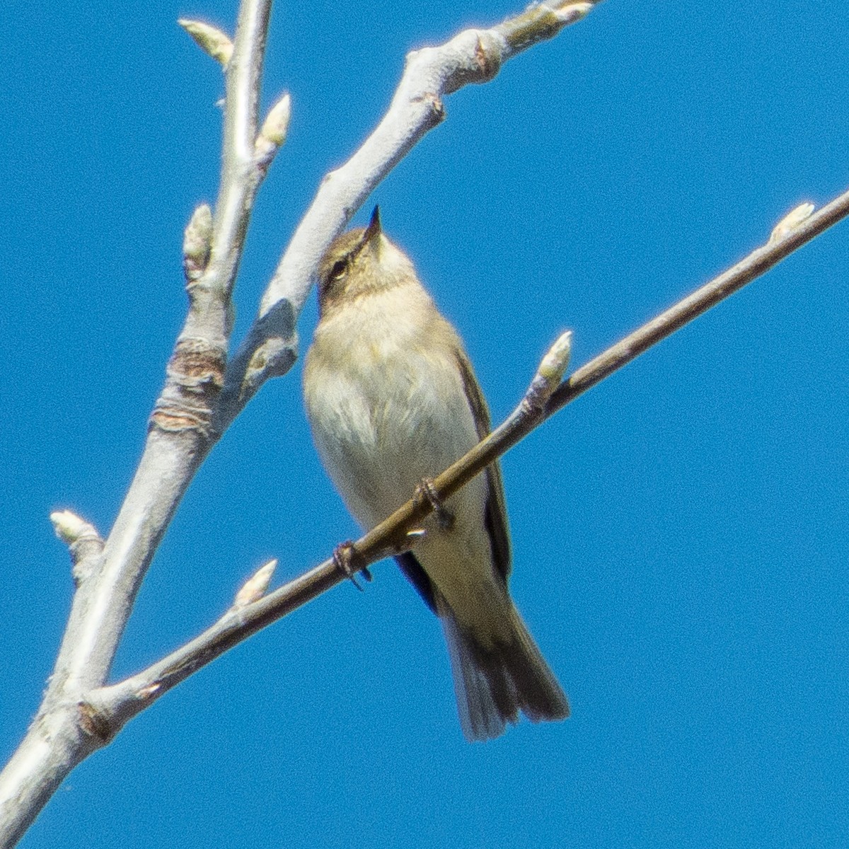 Mosquitero Común - ML617021071