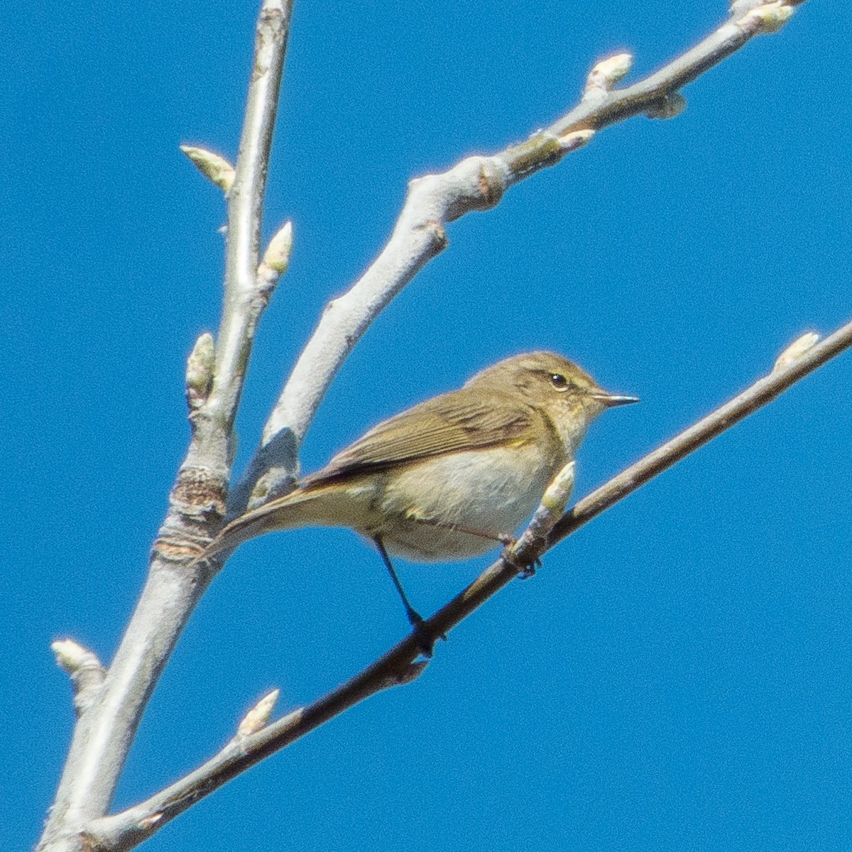 Mosquitero Común - ML617021072