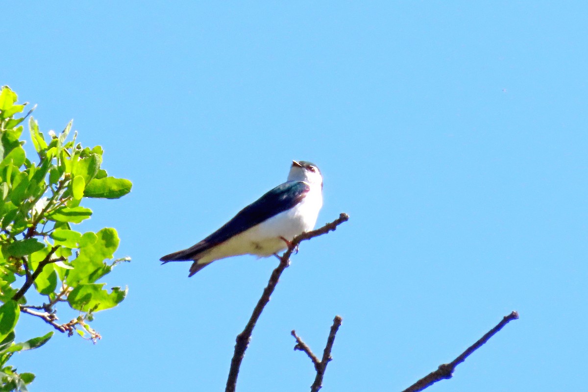 Violet-green Swallow - ML617021075