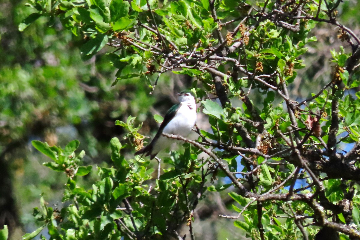 Violet-green Swallow - ML617021077