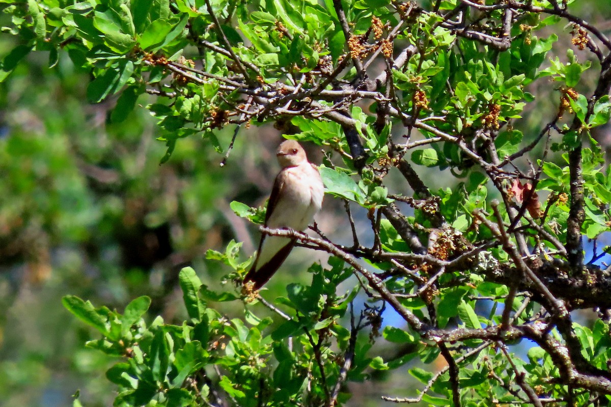 Northern Rough-winged Swallow - ML617021082