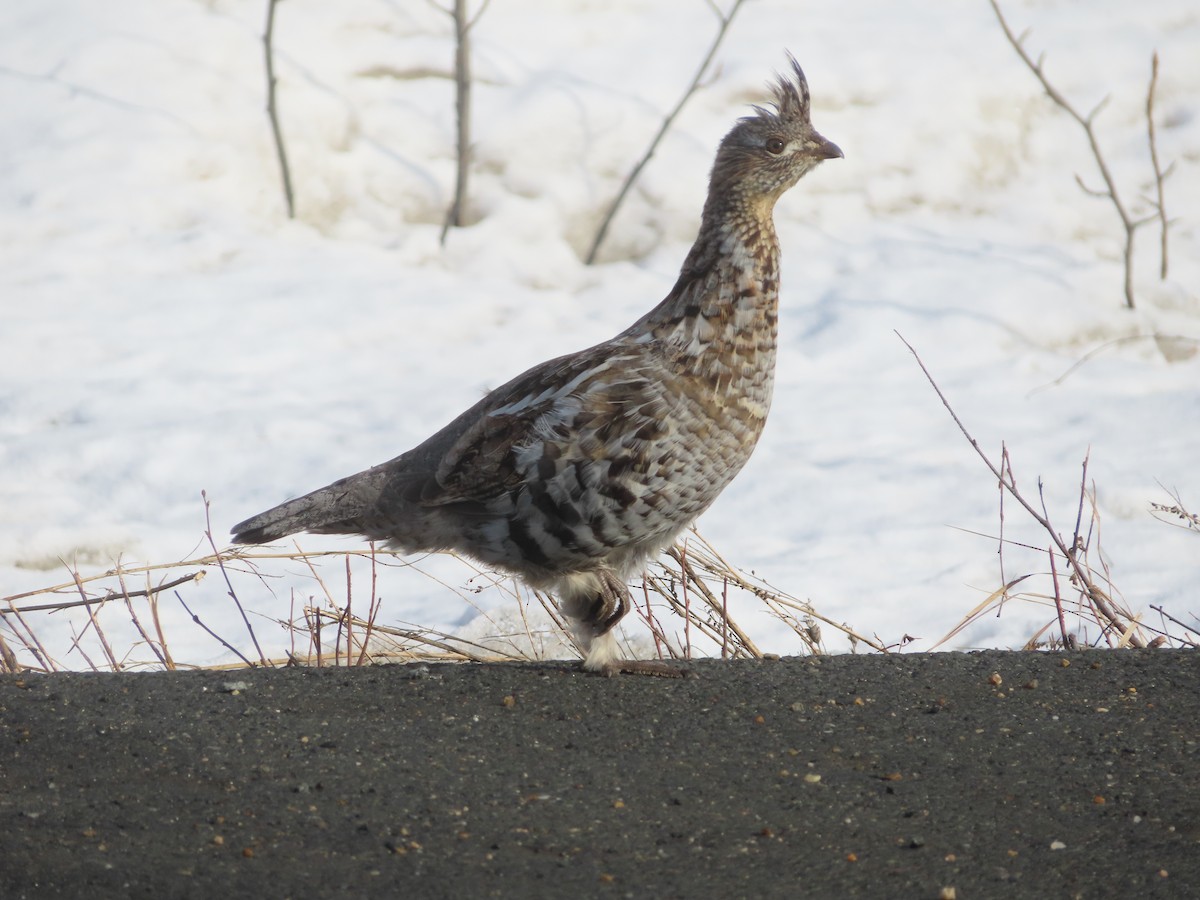 Ruffed Grouse - ML617021112