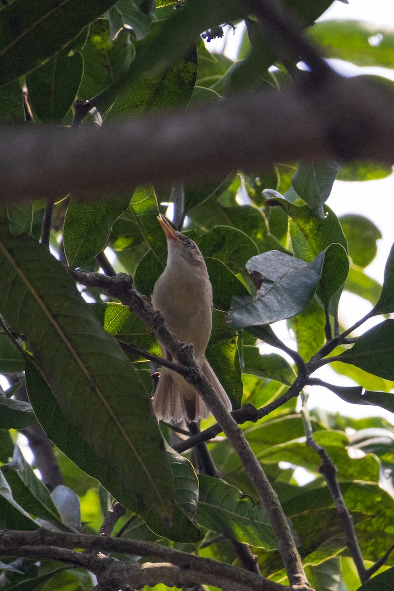 Large-billed Reed Warbler - Debojyoti Chakraborty