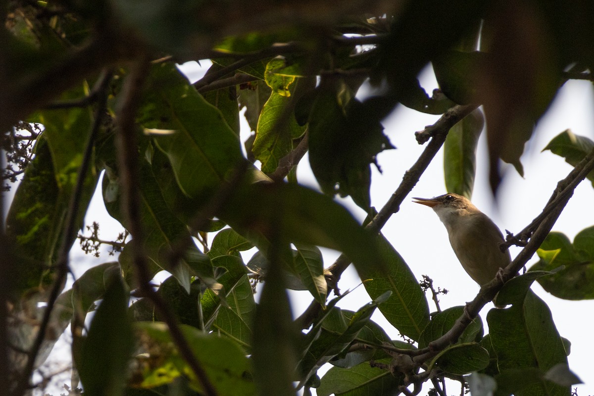 Large-billed Reed Warbler - Debojyoti Chakraborty