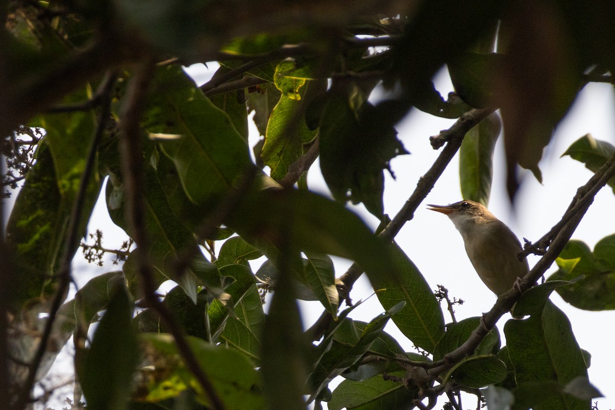 Large-billed Reed Warbler - ML617021117