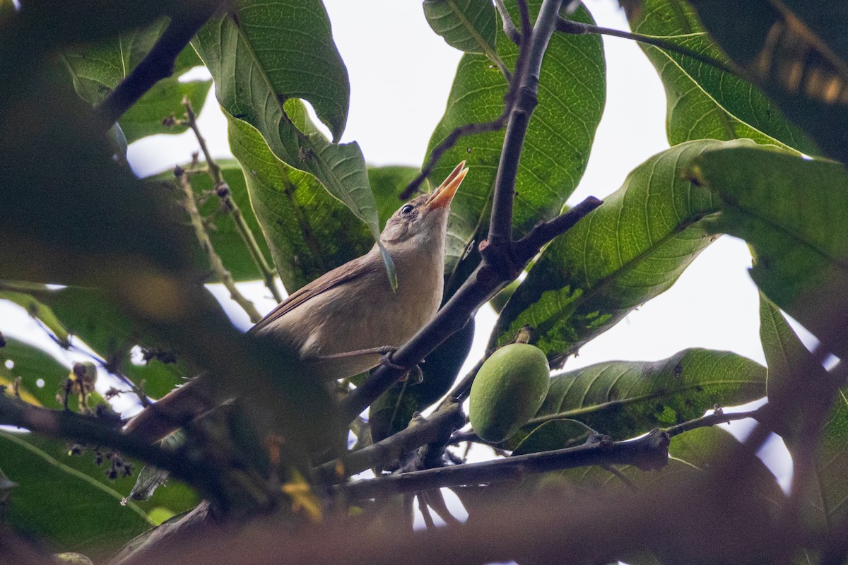 Large-billed Reed Warbler - ML617021118