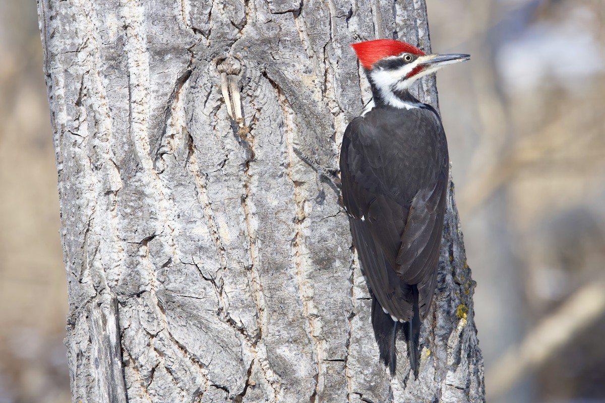 Pileated Woodpecker - ML617021124