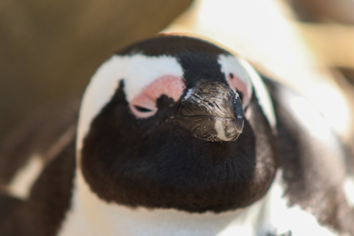 African Penguin - ML617021128