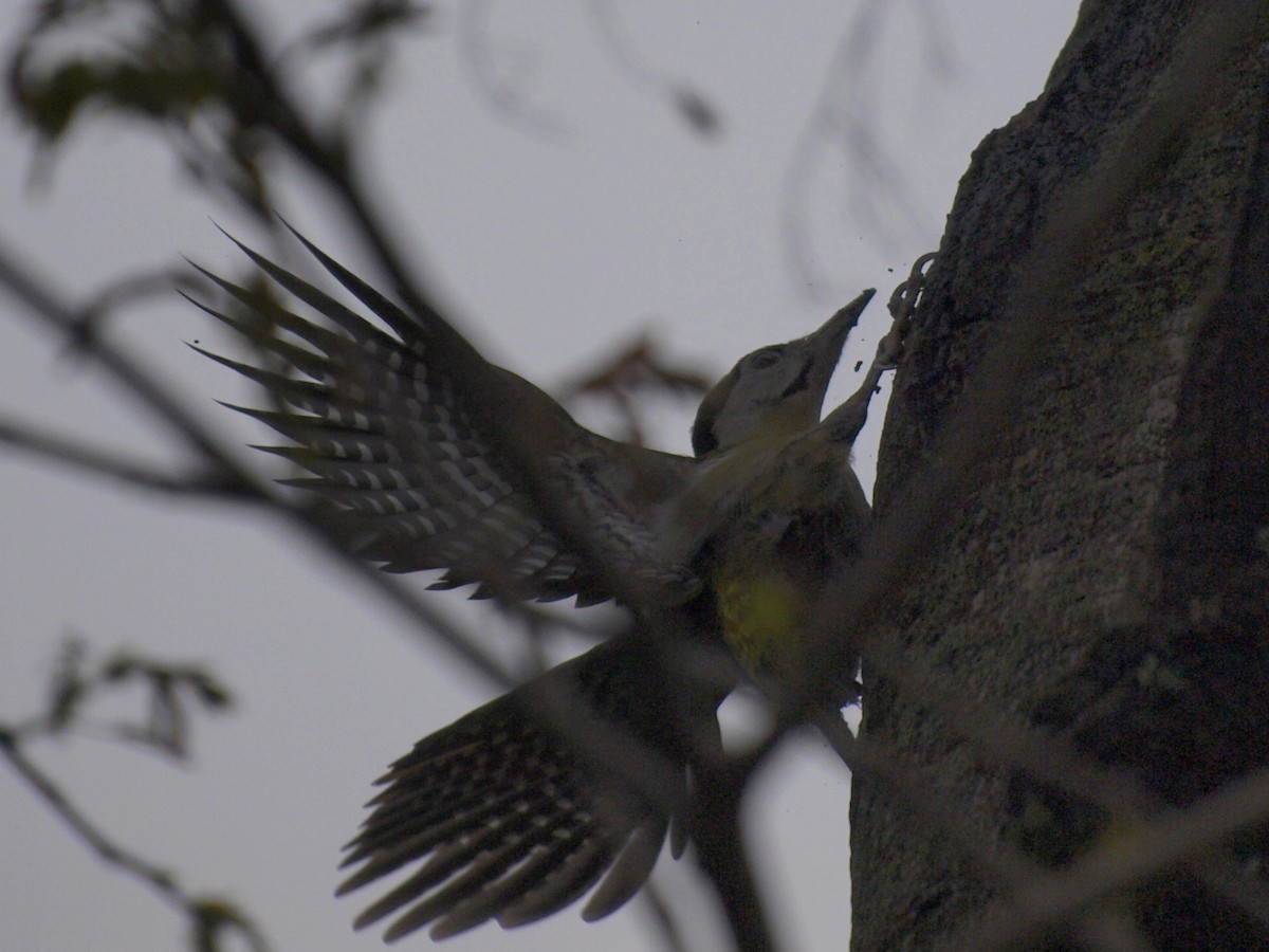 Gray-headed Woodpecker - GIRISH KETKAR