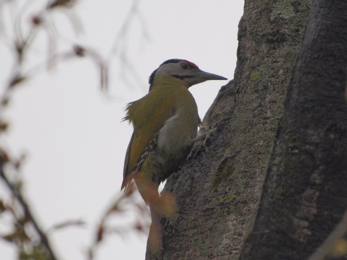 Gray-headed Woodpecker - GIRISH KETKAR