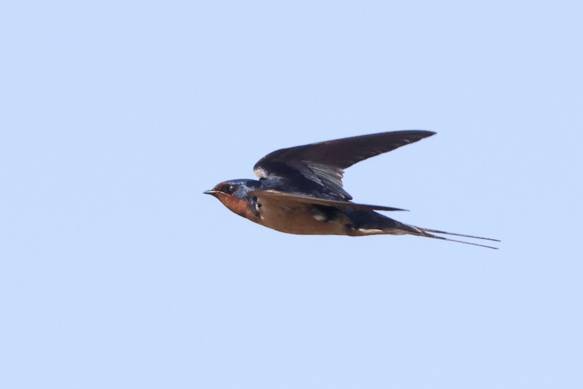 Barn Swallow - ML617021178