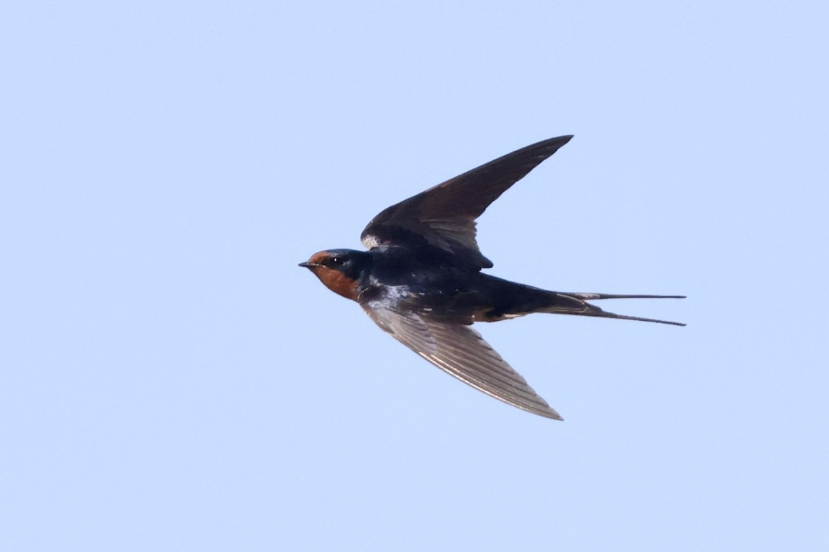 Barn Swallow - ML617021179