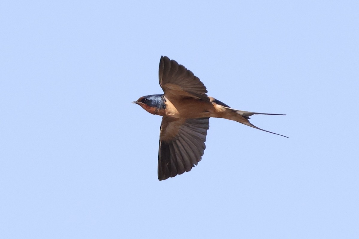 Barn Swallow - ML617021180