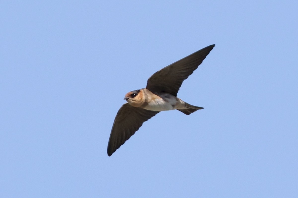 Cave Swallow - ML617021185