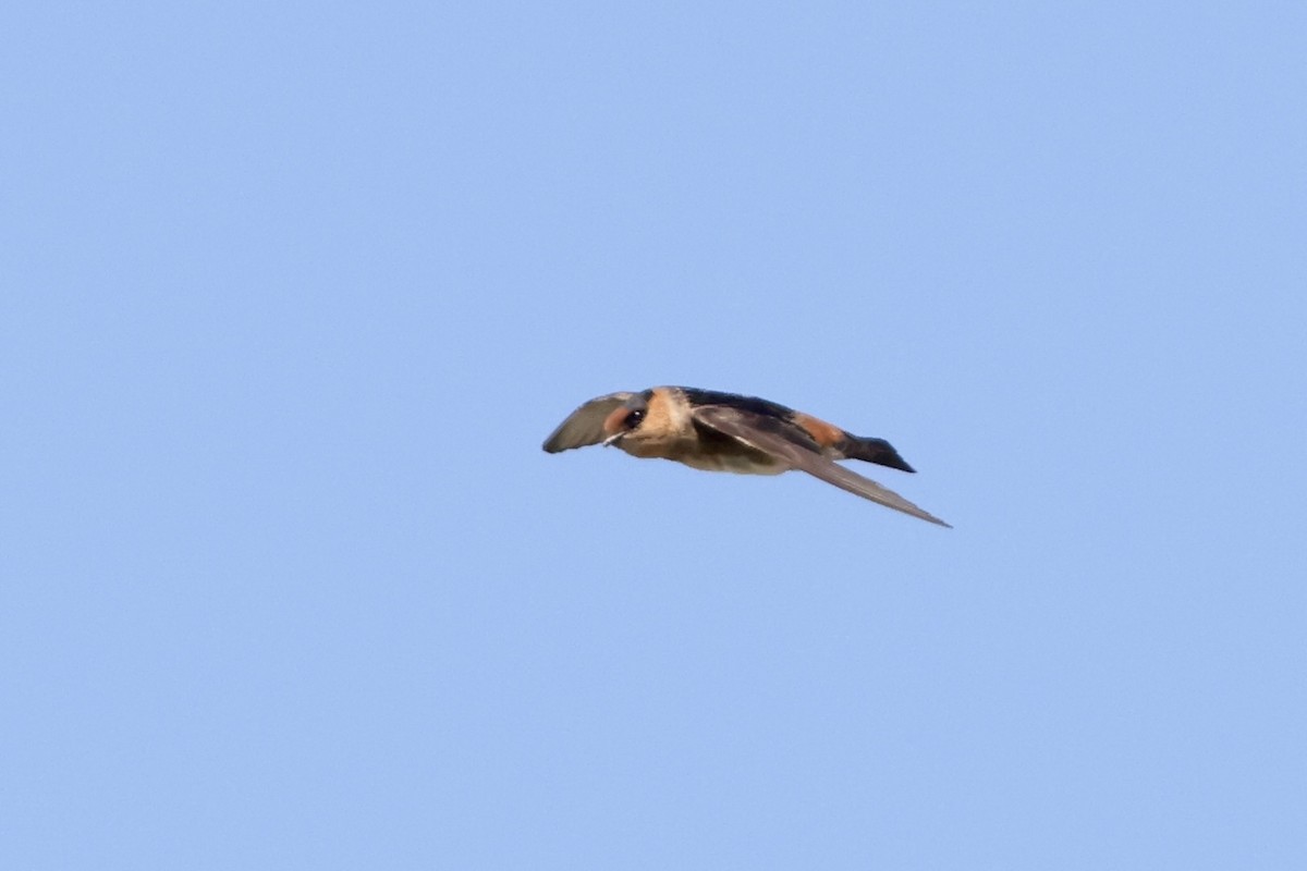 Cave Swallow - ML617021186
