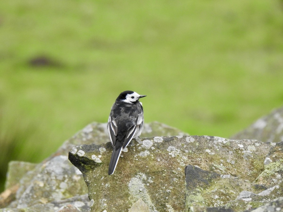 White Wagtail (British) - ML617021199