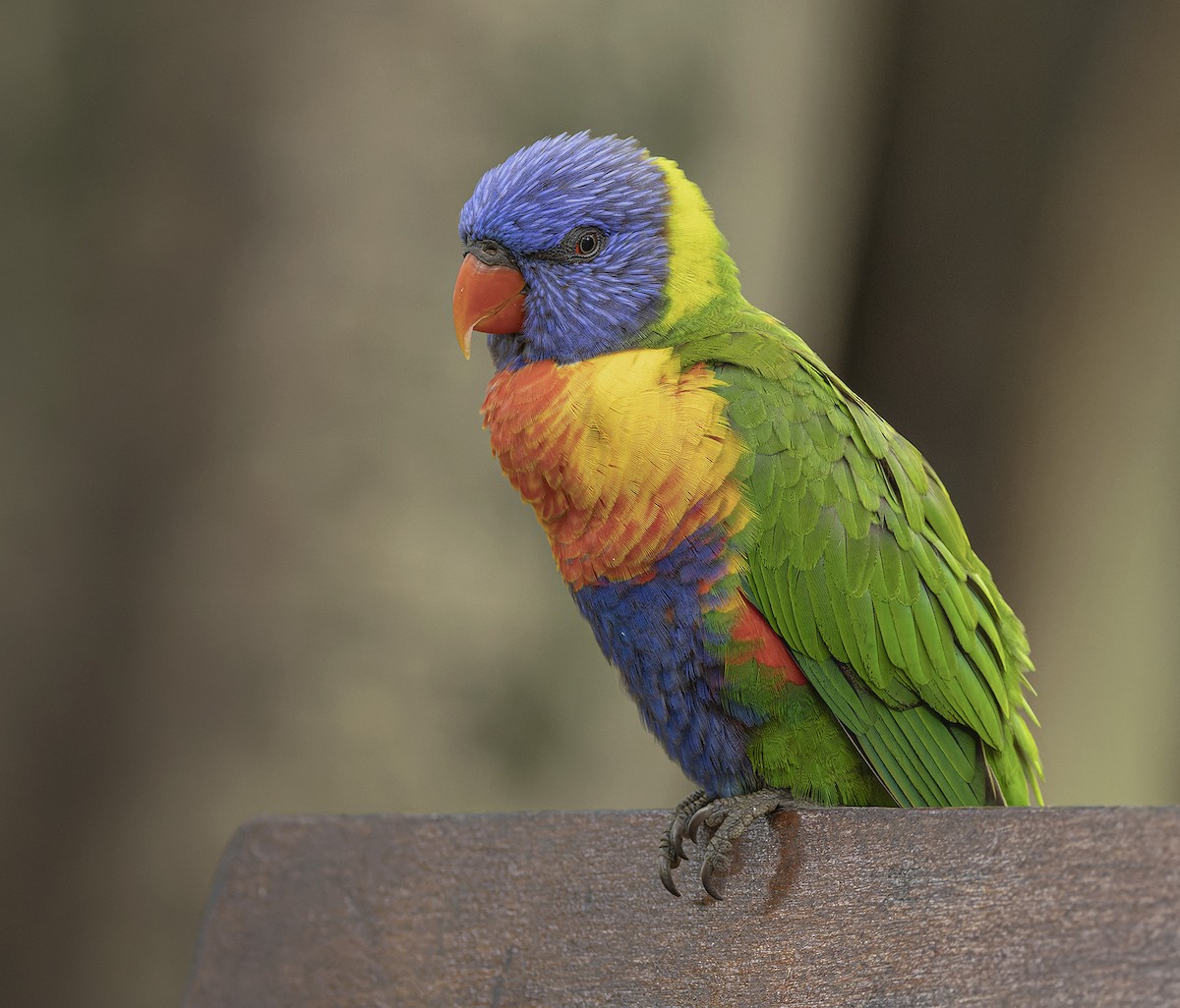 Rainbow Lorikeet - Bruce Ward-Smith