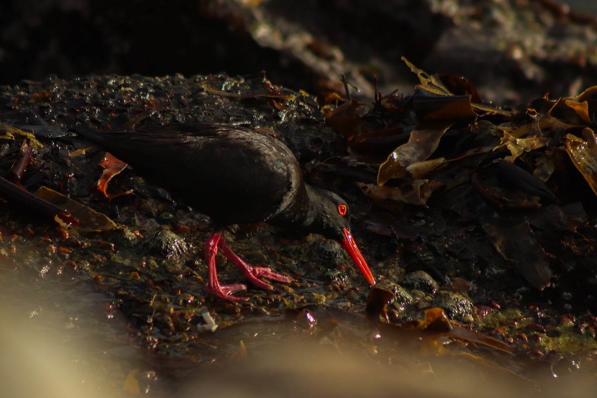 African Oystercatcher - ML617021222