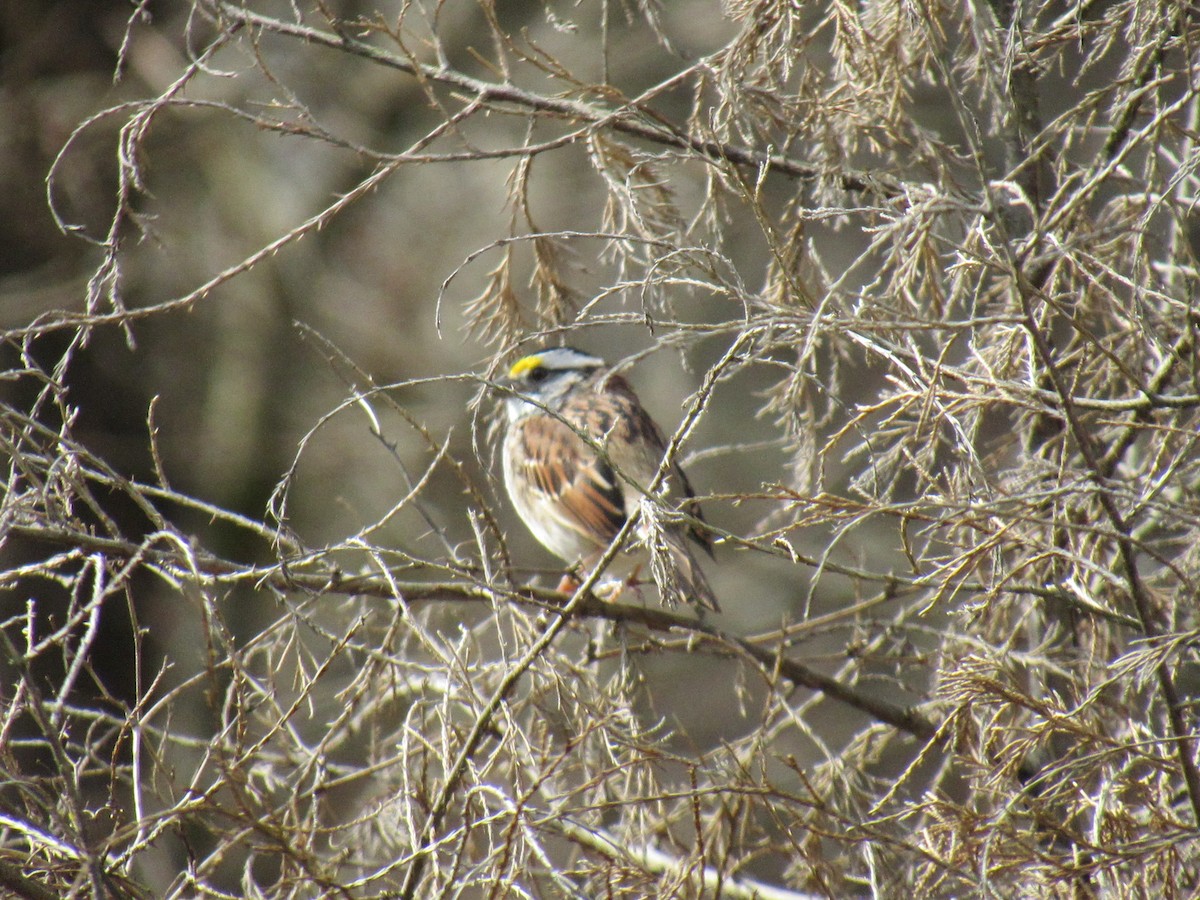 White-throated Sparrow - ML617021236