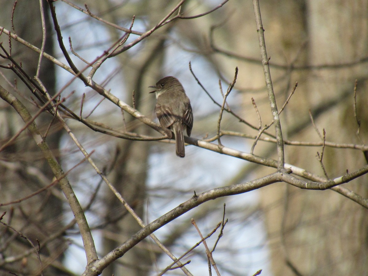 Eastern Phoebe - ML617021251