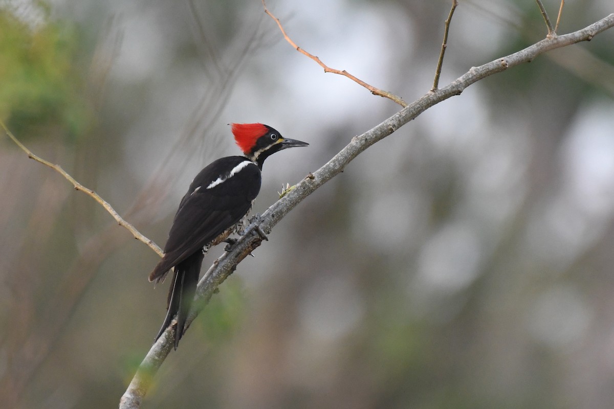 Lineated Woodpecker - Carlos V. Sucre