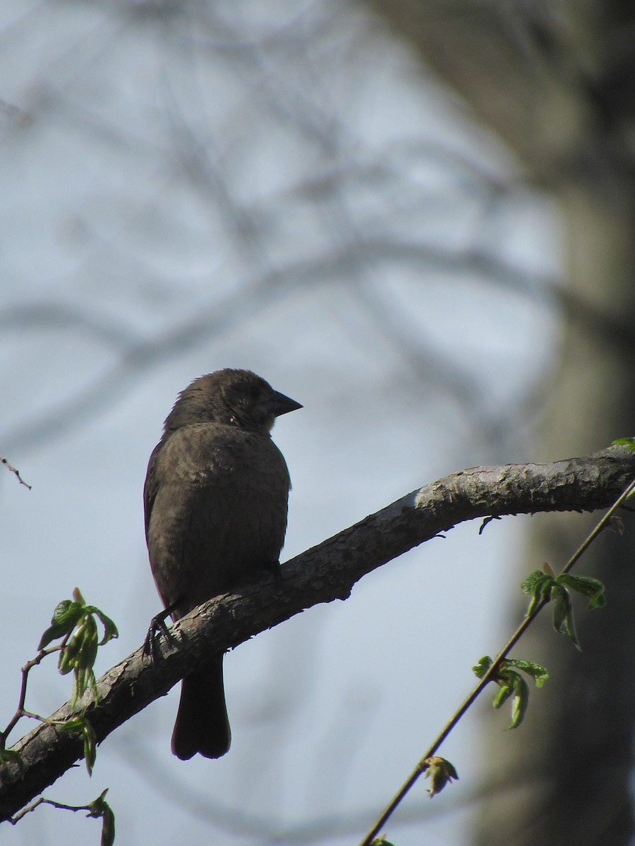 Brown-headed Cowbird - Just Jason