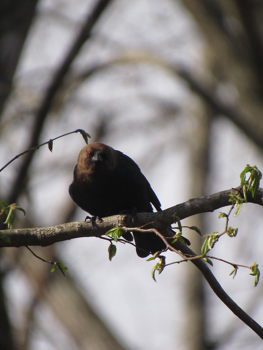 Brown-headed Cowbird - ML617021260