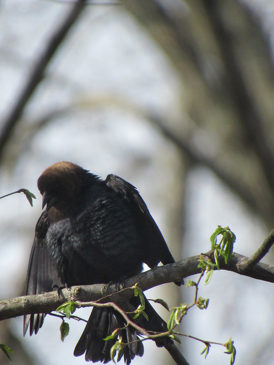 Brown-headed Cowbird - ML617021261