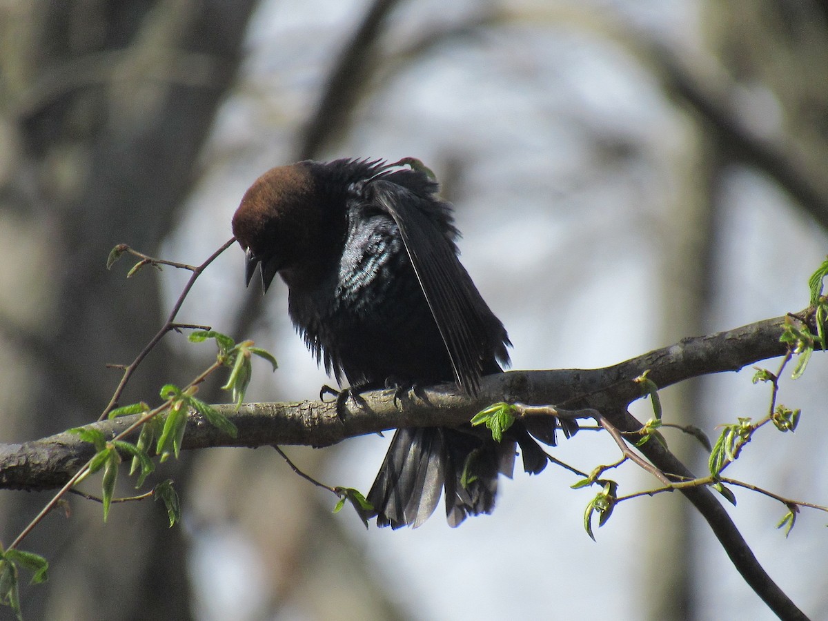 Brown-headed Cowbird - ML617021262