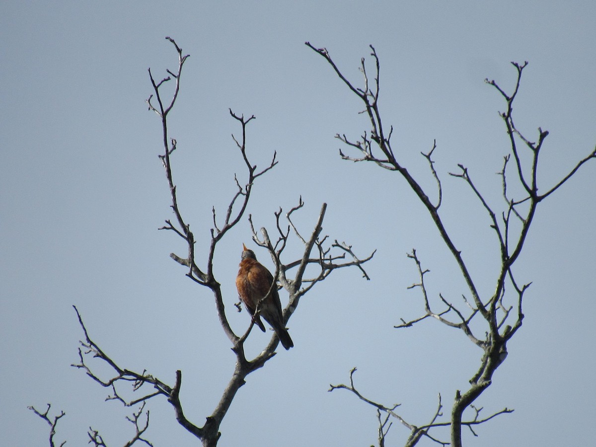 American Robin - ML617021267