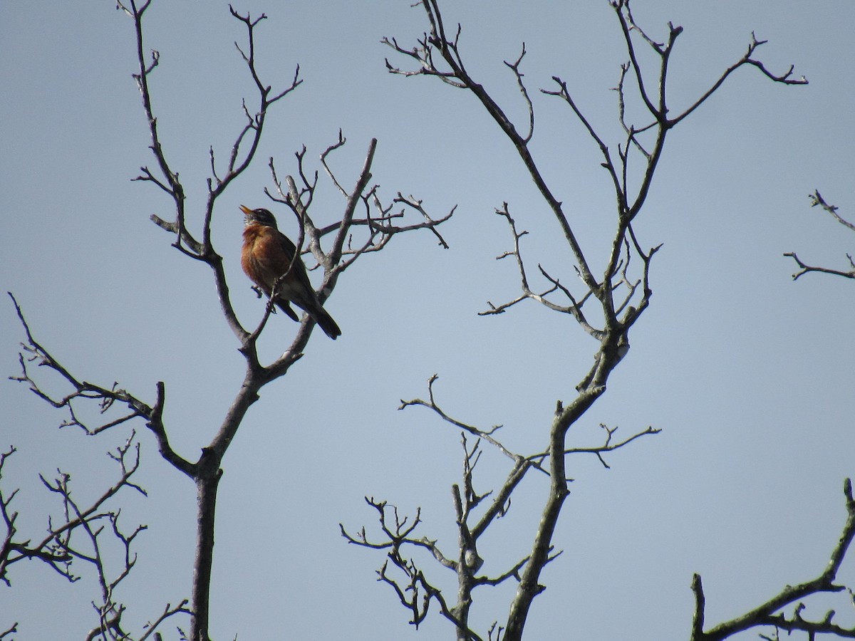 American Robin - ML617021268