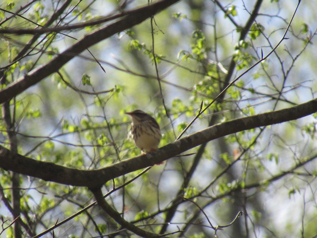 Louisiana Waterthrush - ML617021269