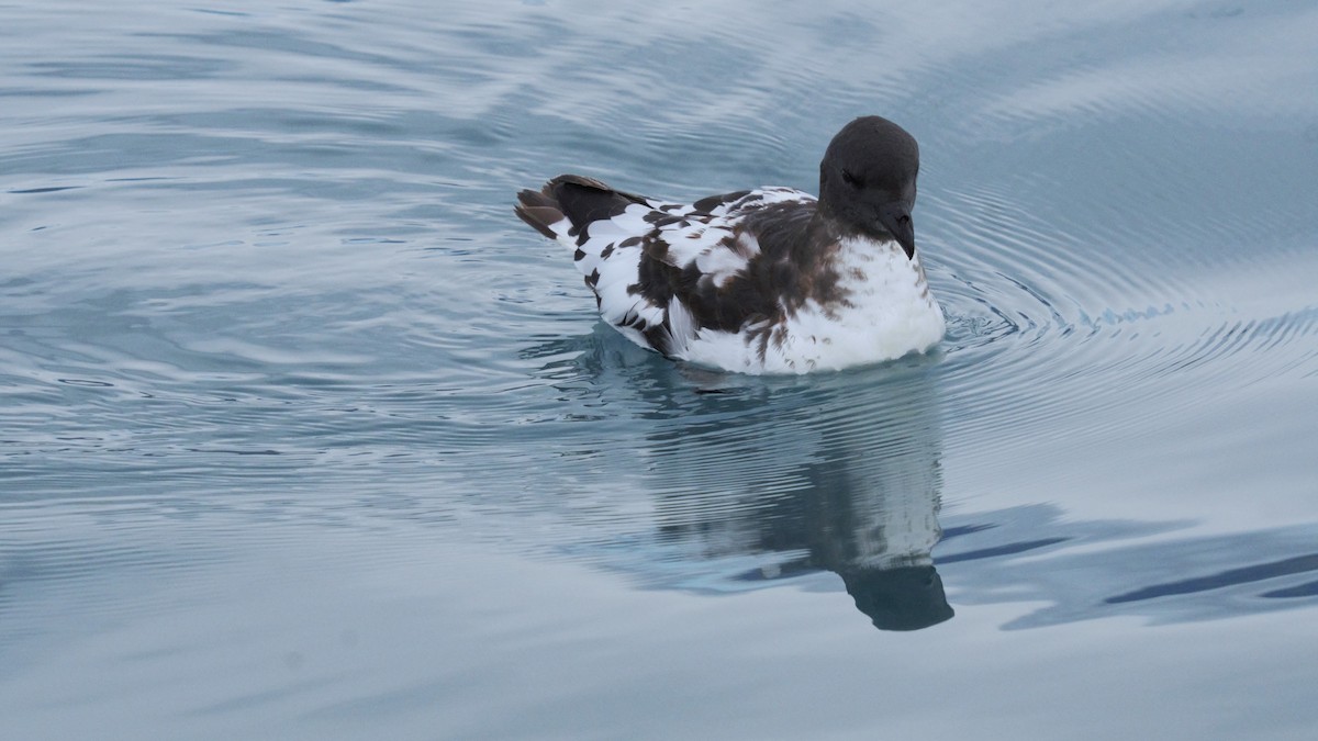 Cape Petrel - ML617021285