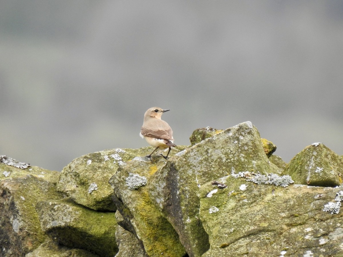 Northern Wheatear (Eurasian) - ML617021302