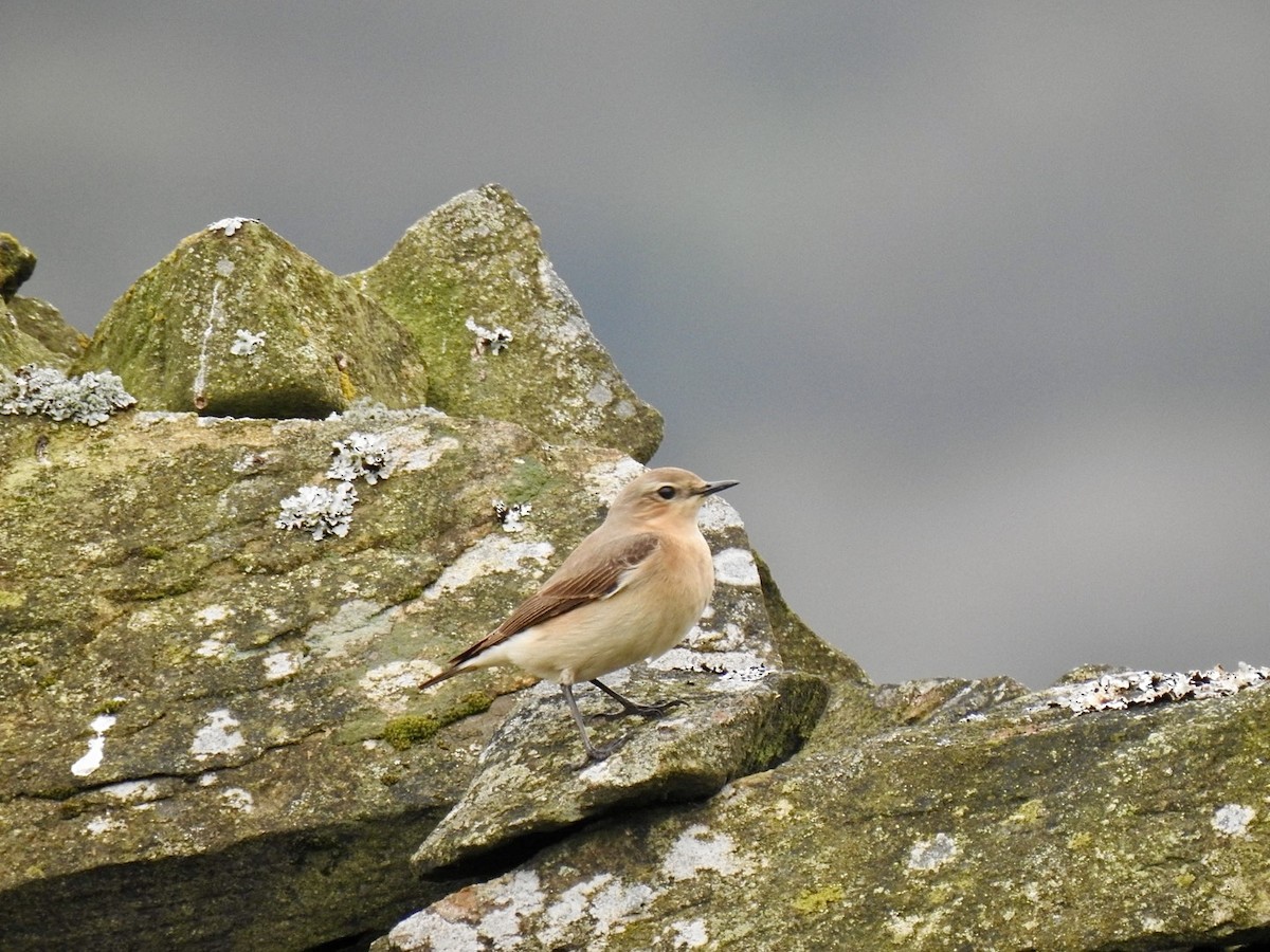 Northern Wheatear (Eurasian) - ML617021304