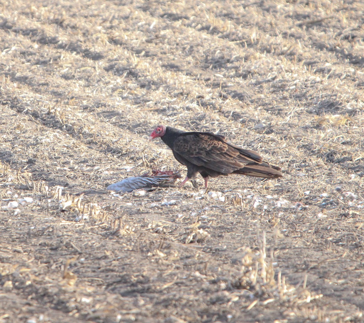 Turkey Vulture - ML617021313