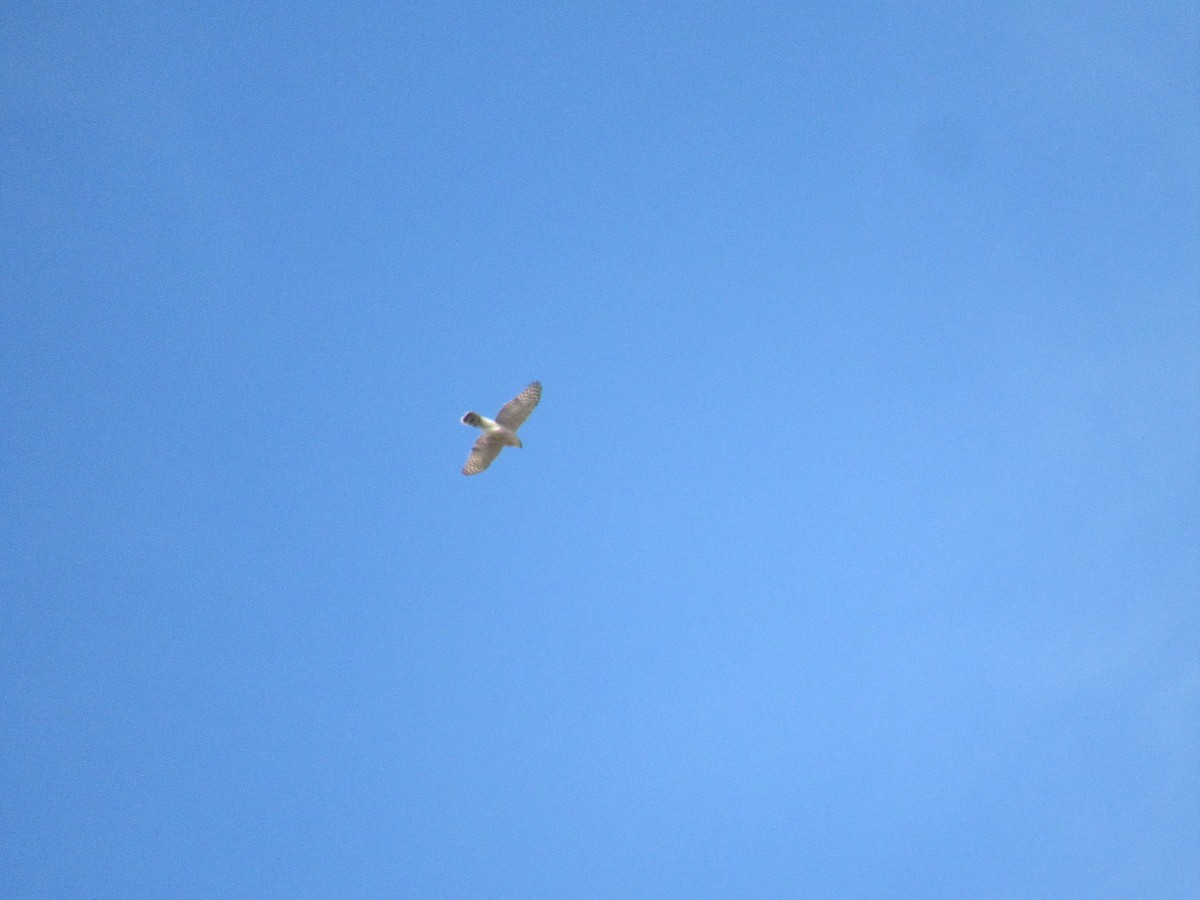 Sharp-shinned/Cooper's Hawk - ML617021320